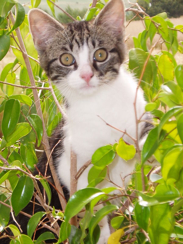 Die junge Katze und der Ficus.