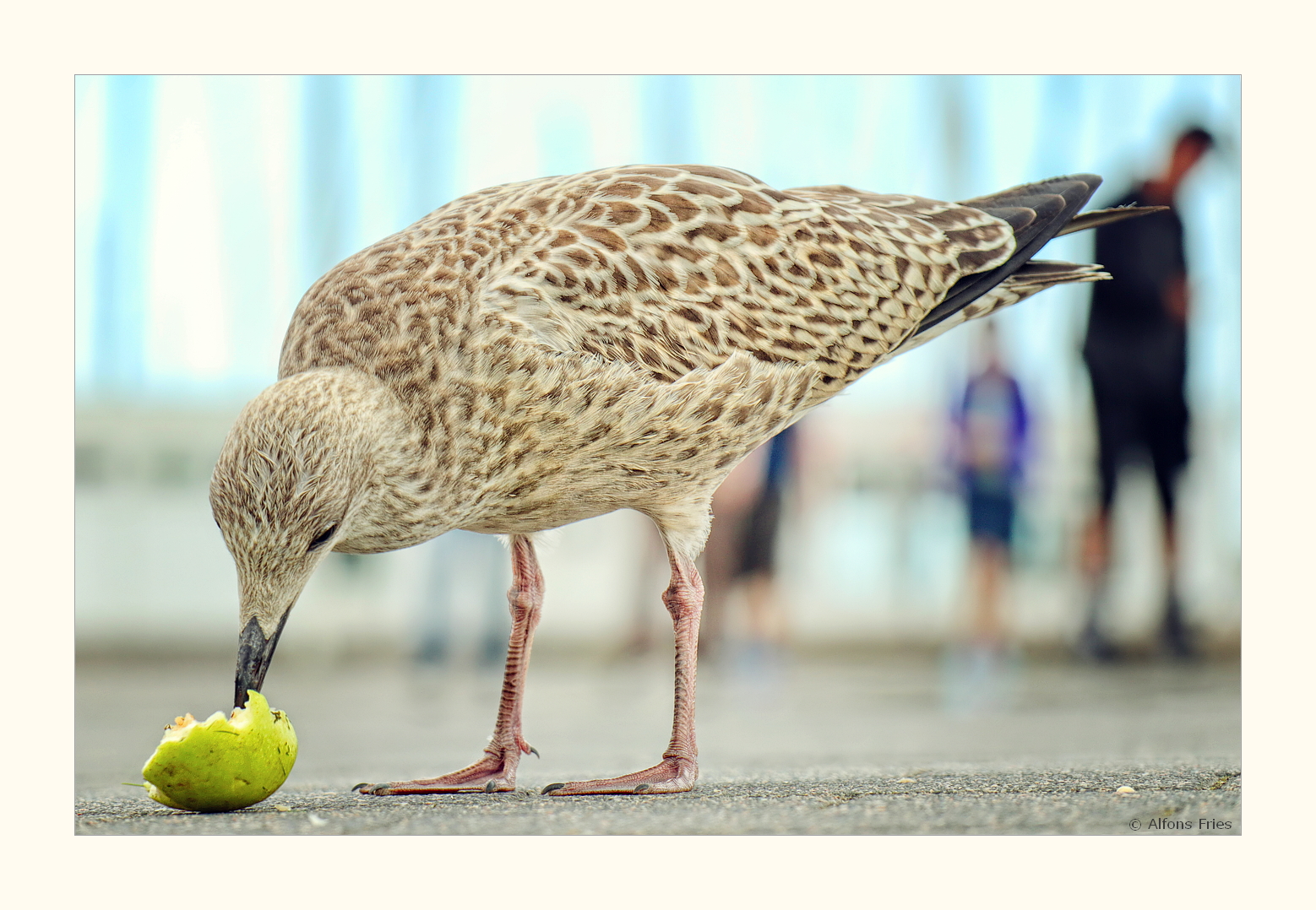 Die junge Möwe probiert noch was schmeckt, oder auch  nicht