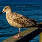 Die junge Möwe von Zingst 