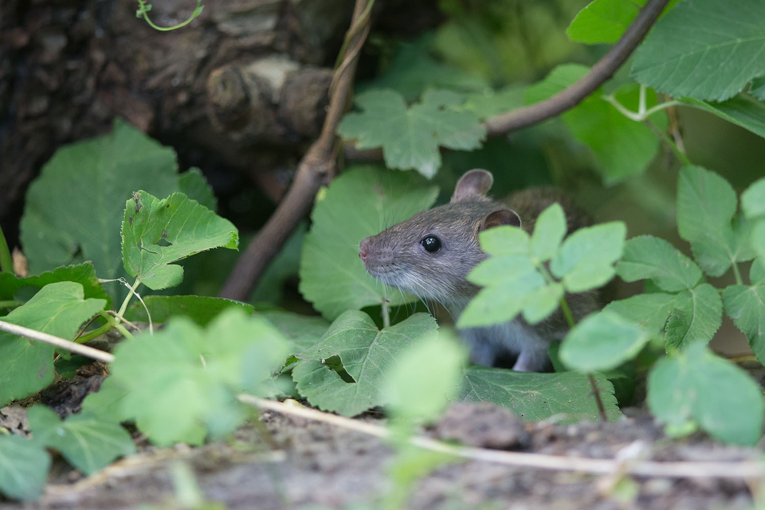 Die junge Ratte sichert vorsichtig, bevor sie sich aus der Deckung traut.