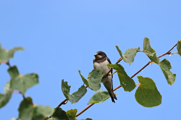 die junge Rauchschwalbe