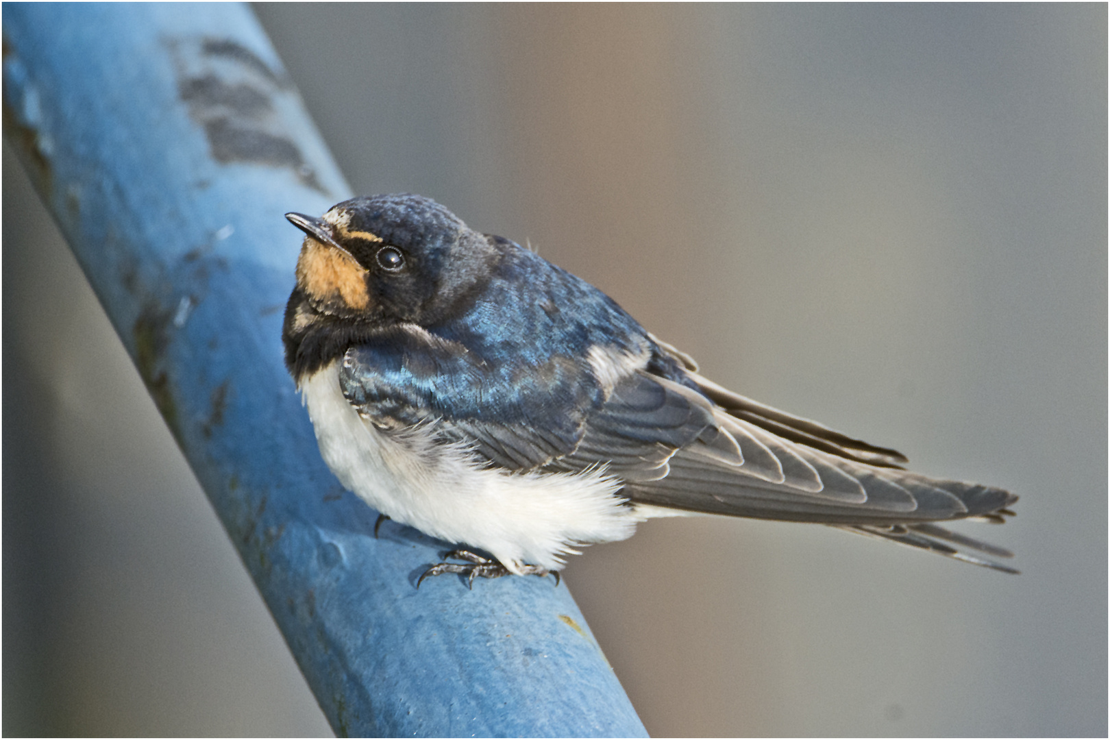 Die junge Rauchschwalbe (Hirundo rustica) . . .