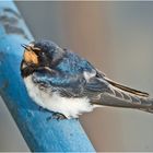 Die junge Rauchschwalbe (Hirundo rustica) . . .