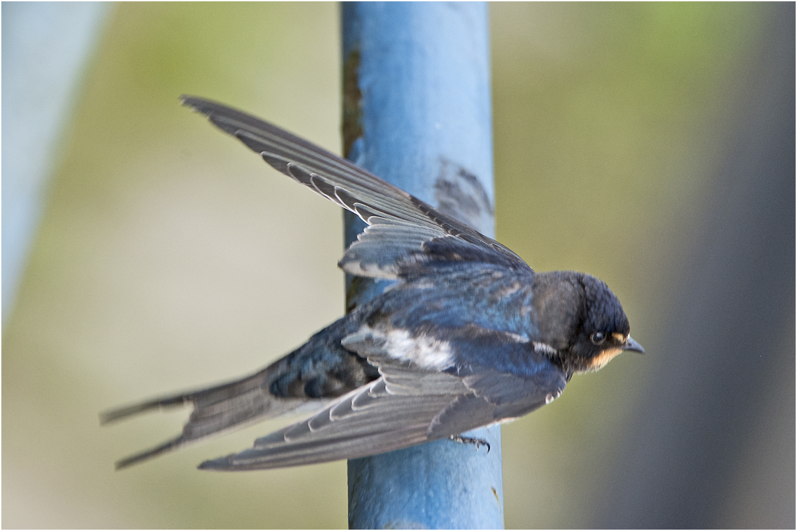 Die junge Rauchschwalbe (Hirundo rustica) . . .