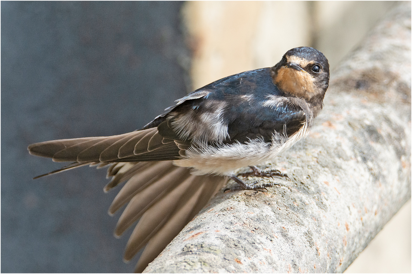 Die junge Rauchschwalbe (Hirundo rustica) wartete auf Futter . . .