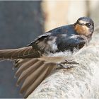 Die junge Rauchschwalbe (Hirundo rustica) wartete auf Futter . . .