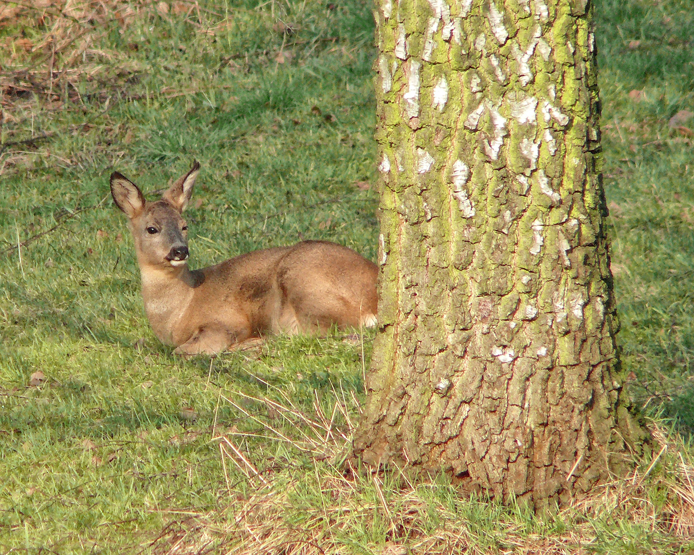 Die junge Ricke ...