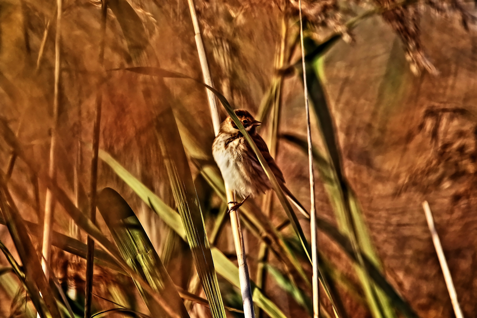  "DIE JUNGE ROHRAMMER" (Digitales Gemälde)