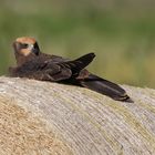 Die junge Rohrweihe (Circus aeruginosus) ....