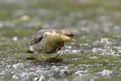 Die junge Wasseramsel.