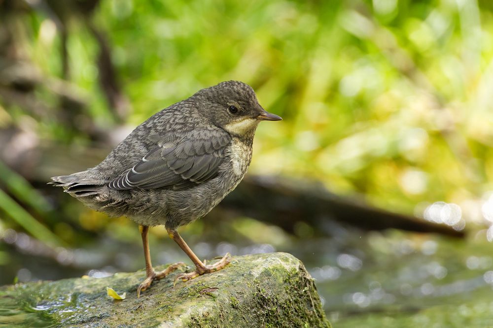 Die junge Wasseramsel.