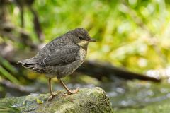 Die junge Wasseramsel.