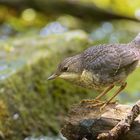 Die junge Wasseramsel