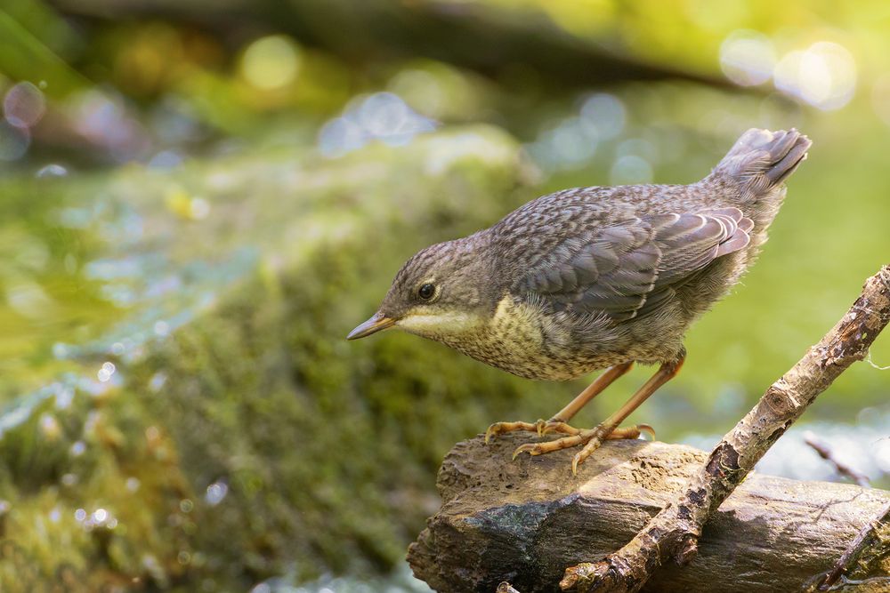 Die junge Wasseramsel