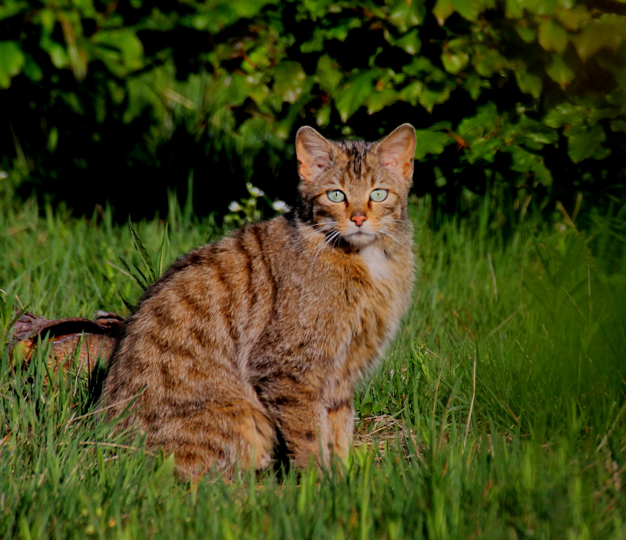 die junge Wildkatze