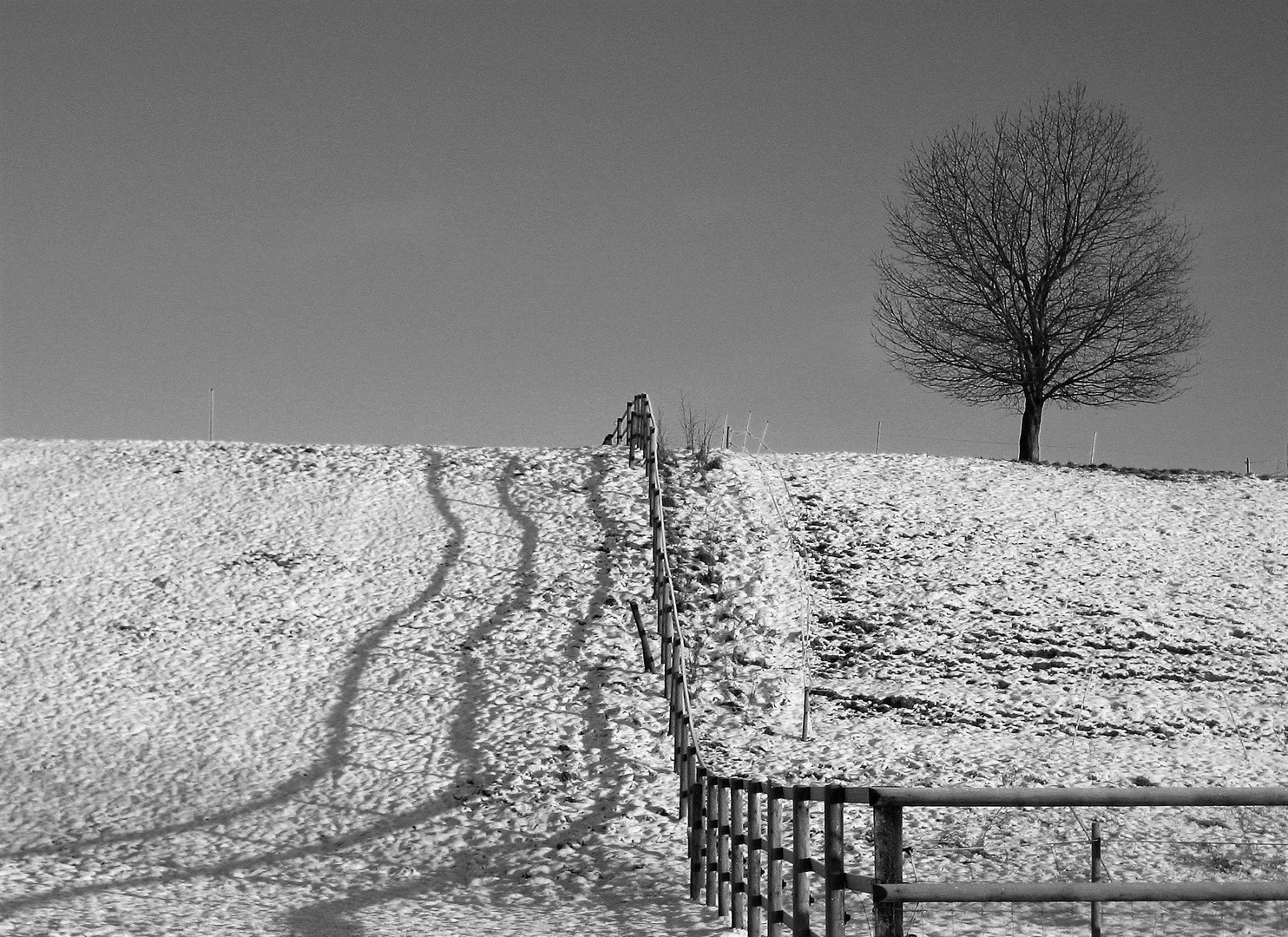 die junge Winterlinde