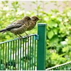 Die Jungen Amseln sind noch immer hier im Garten 