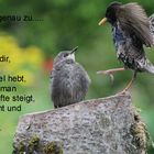 die jungen....