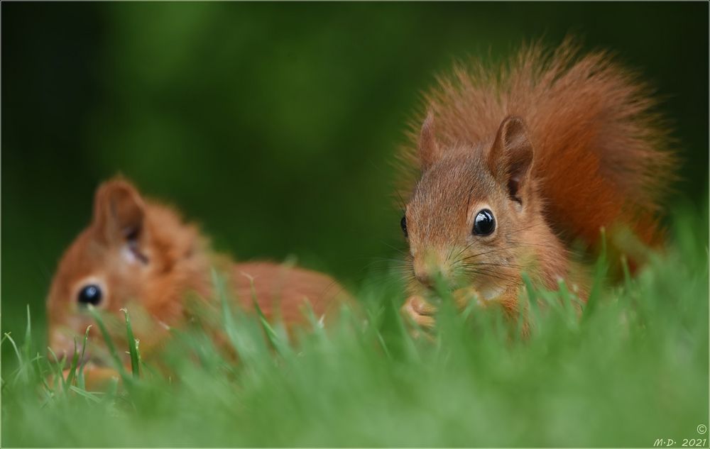 Die jungen Eichhörnchen  ...