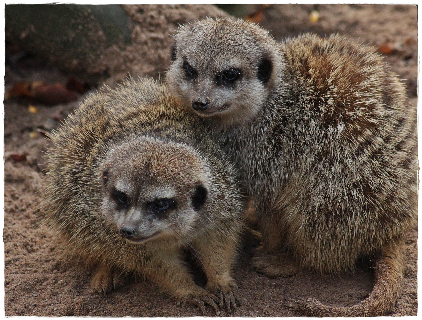 Die jungen Erdmännchen