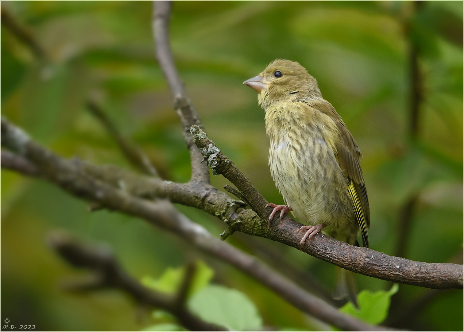 Die jungen Grünfinken sind schon flügge ! Foto & Bild | tiere, wildlife ...