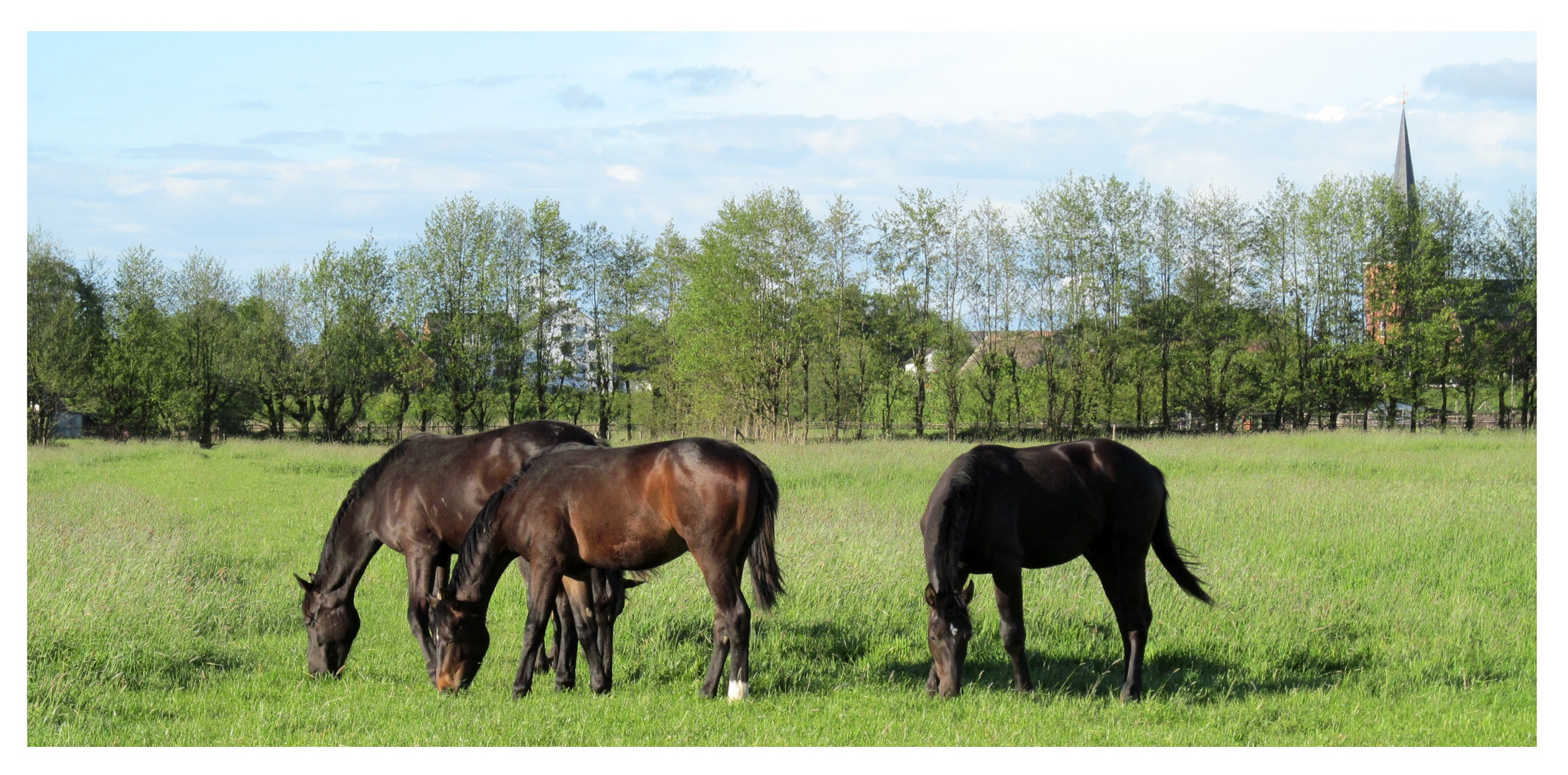 die jungen Hengste am 26. 05. 2015