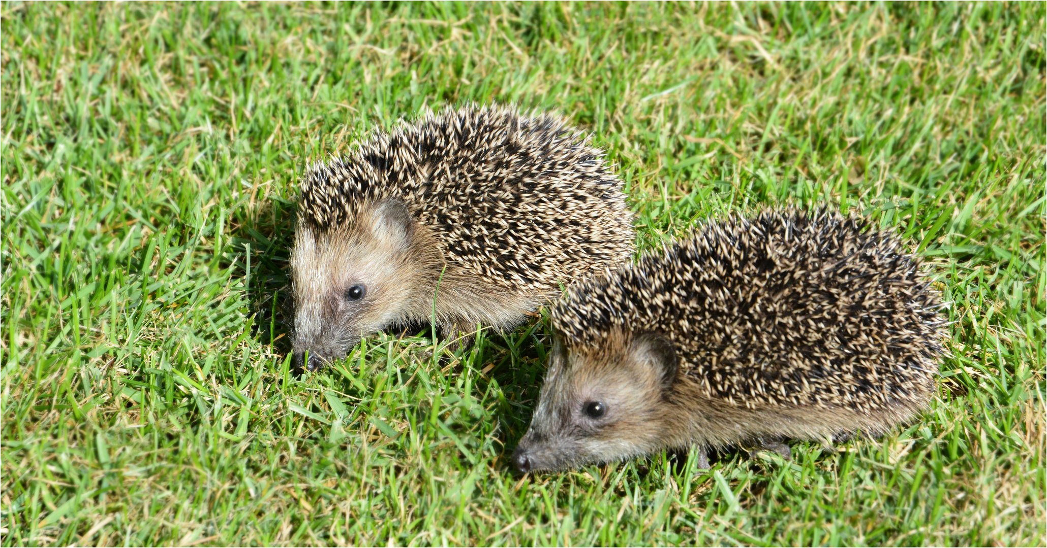 Die jungen Igel ...