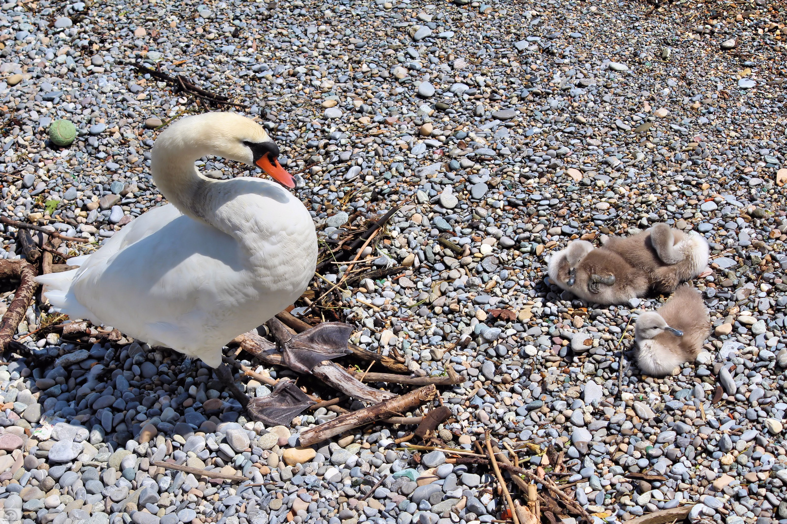 Die Jungen immer im Blickfeld haben :-)