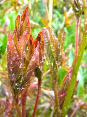 Die jungen Laubblätter der Pfingstrose im Garten, 9.4.2012