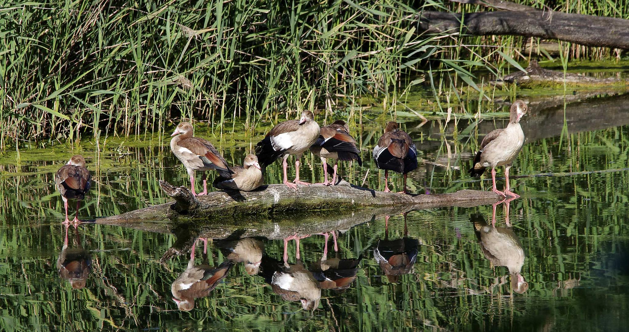 die jungen Nilgänse...