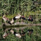 die jungen Nilgänse...