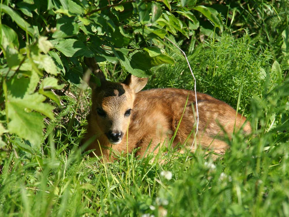 die jungen rehe