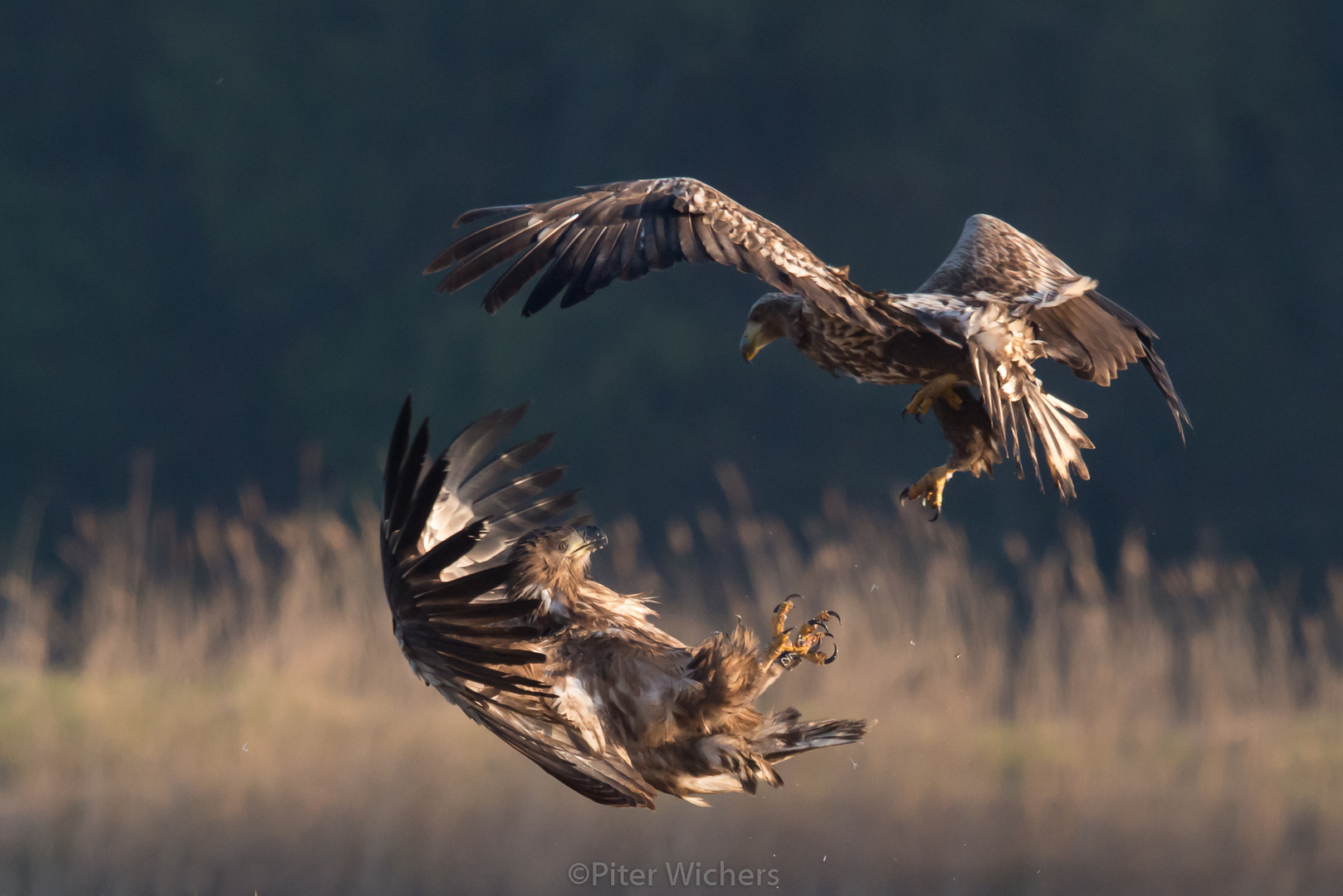 Die jungen Seeadler..