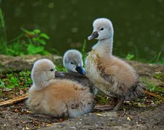 Die Jungen sind da...