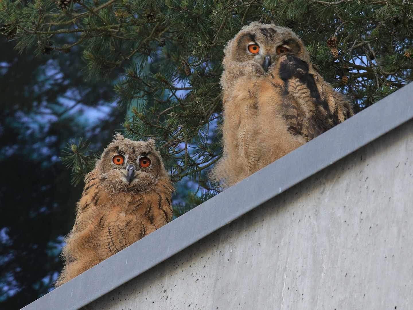 ..... die Jungen waren wieder auf der Balkonbrüstung