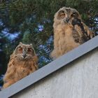 ..... die Jungen waren wieder auf der Balkonbrüstung