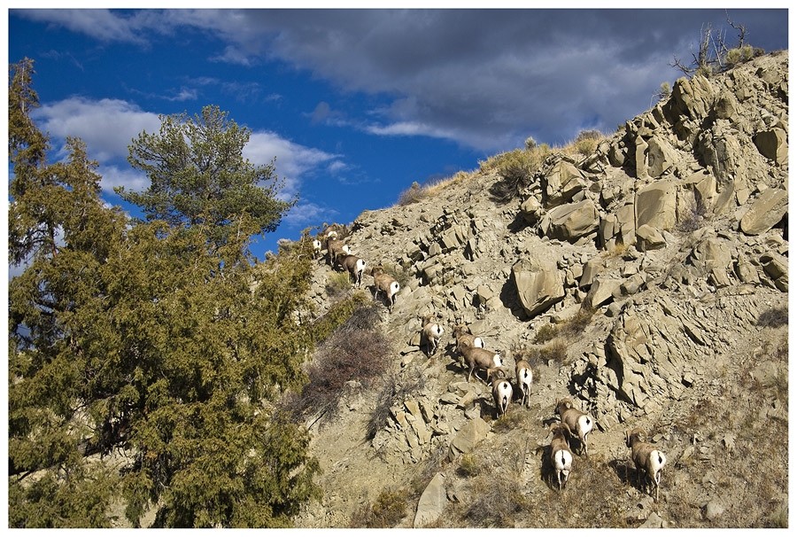 Die jungen Wilden - Bighorn Sheep.....