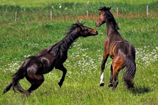 Die jungen Wilden...