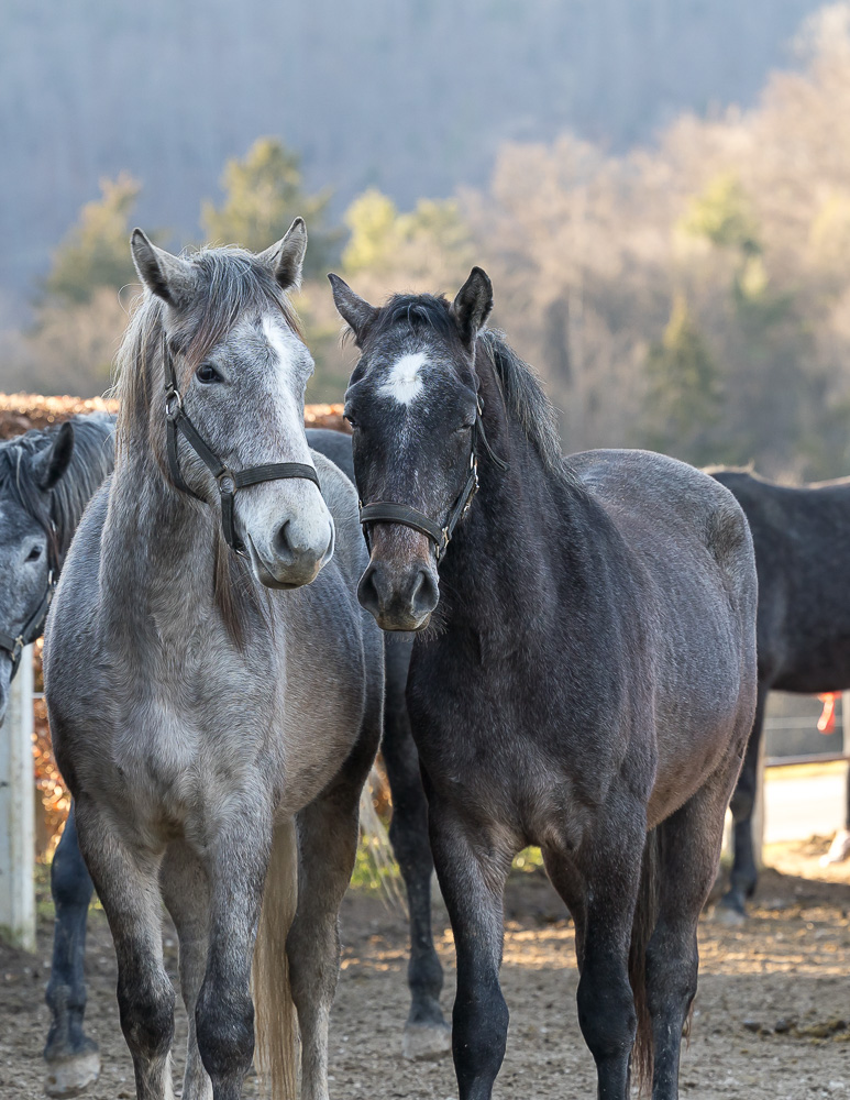 Die jungen Wilden - Lipizzanerhengste Piber