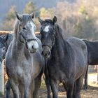 Die jungen Wilden - Lipizzanerhengste Piber