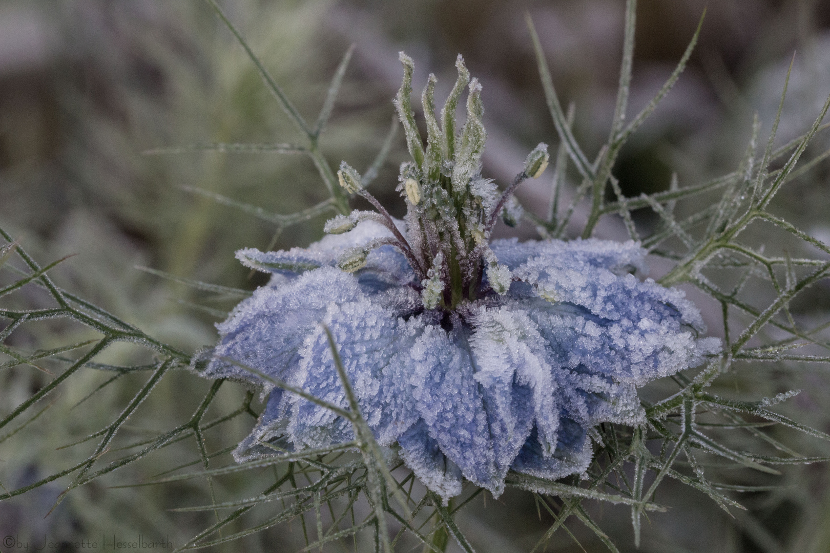 Die Jungfer heute Morgen im Frost