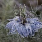 Die Jungfer heute Morgen im Frost