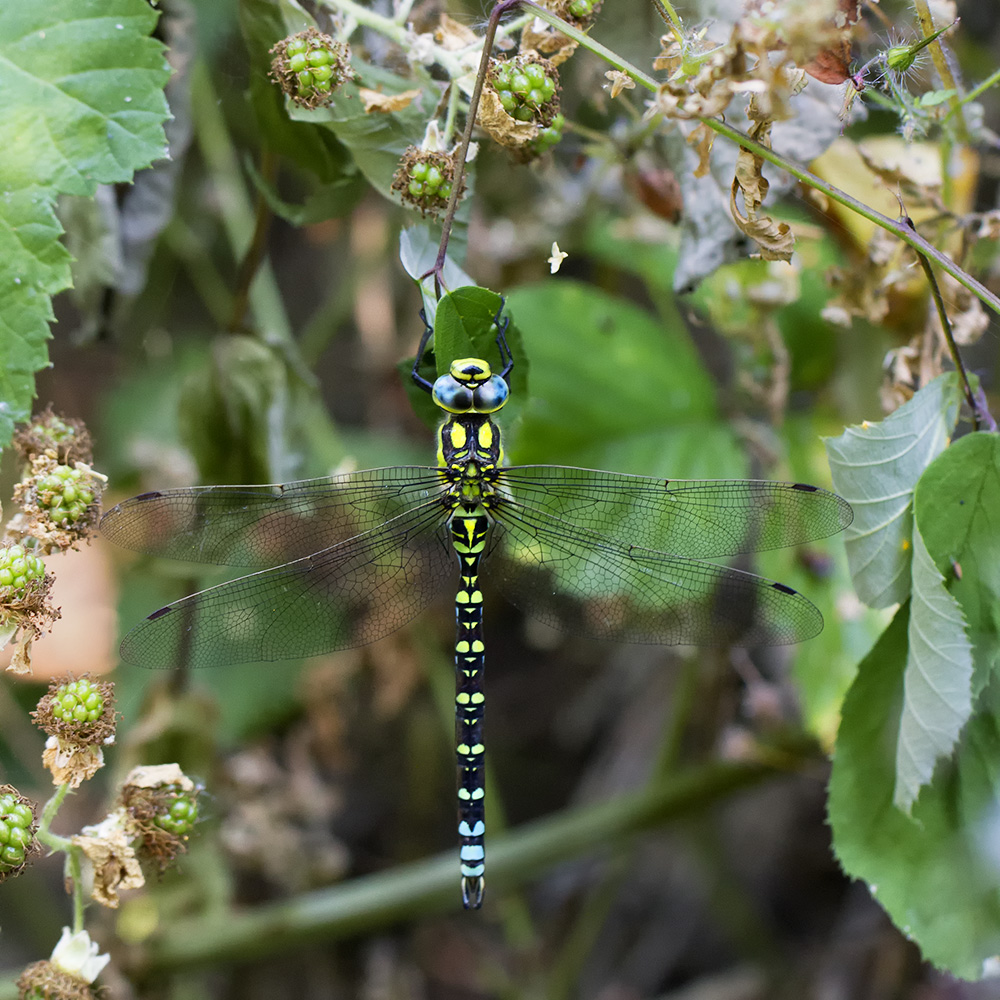 Die Jungfer im Brombeerbusch