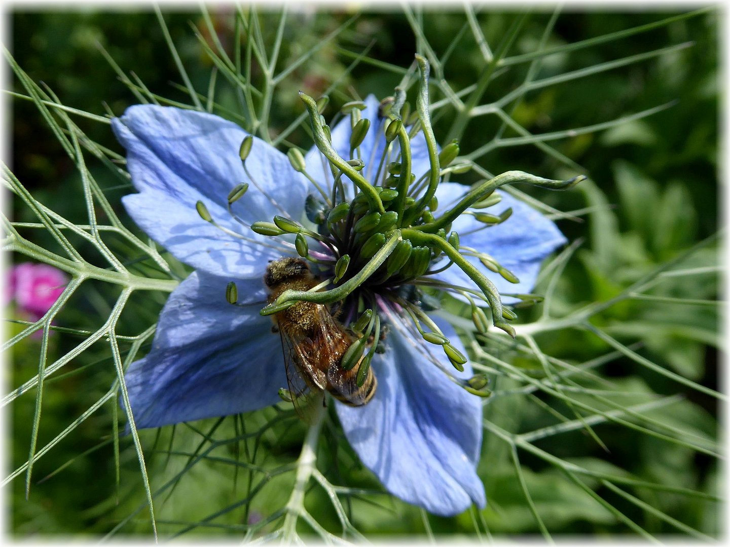 Die Jungfer im Busch