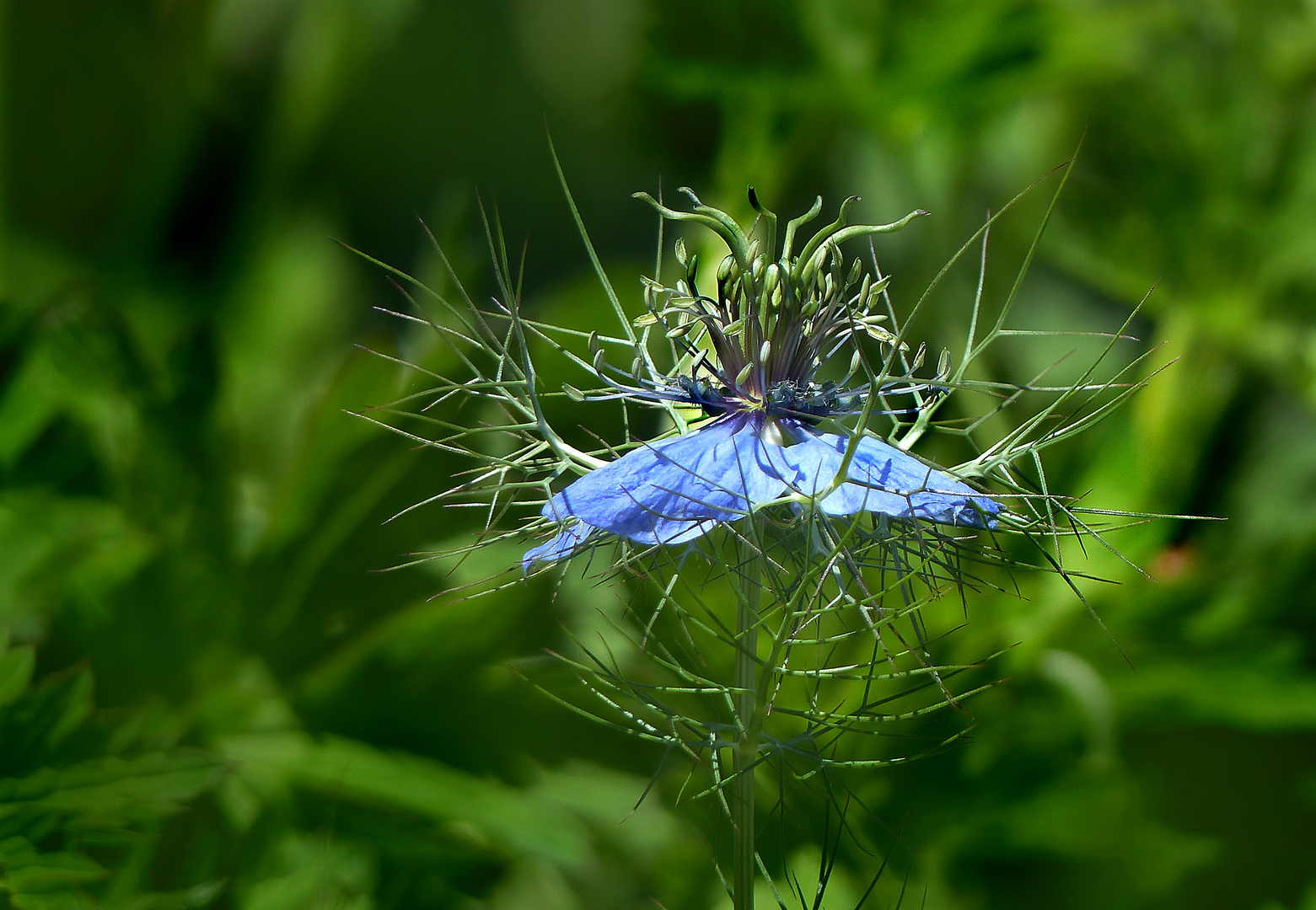 Die Jungfer im Grünen