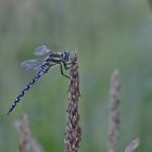 Die Jungfer im Maisfeld