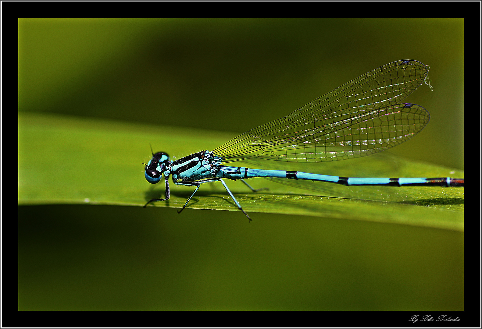 Die Jungfer in bleu