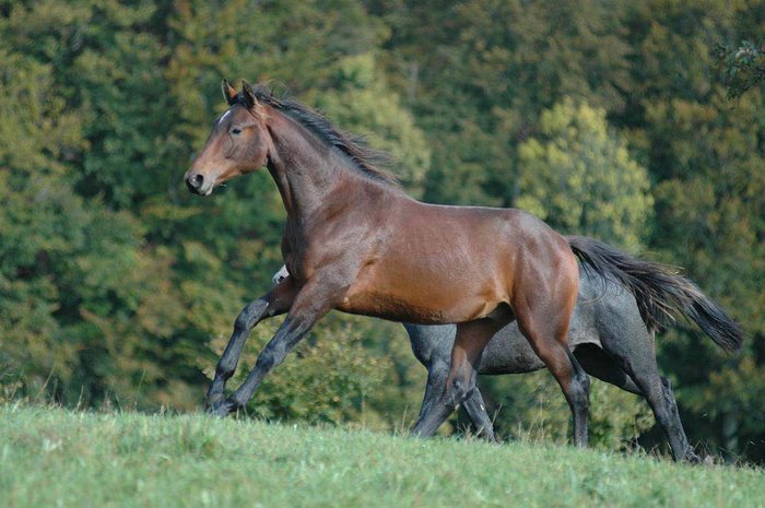 Die Jungpferde in Marbach