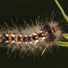 Die Jungraupe der Ampfereule (Acronicta rumicis)