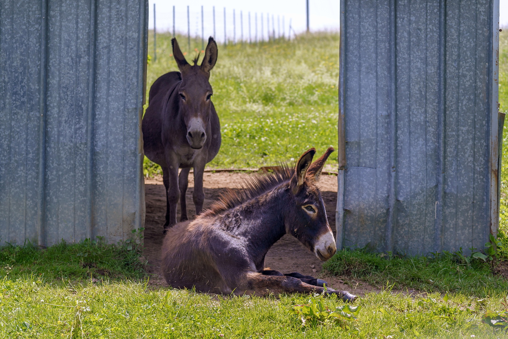 Die Jungs mit dem Durchblick